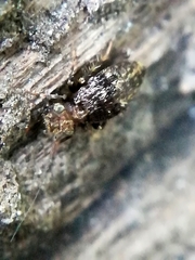 Pteroxanium kelloggi