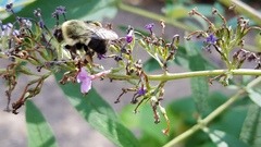 Bombus impatiens