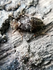 Pteroxanium kelloggi