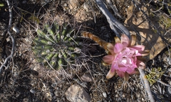Echinopsis leucantha