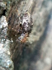 Pteroxanium kelloggi