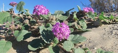 Abronia villosa villosa