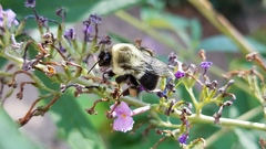 Bombus impatiens
