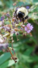 Bombus impatiens