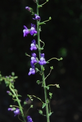 Sairocarpus nuttallianus