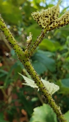 Aphis illinoisensis