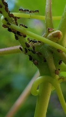 Aphis illinoisensis