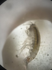 Gammarus roeselii