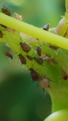 Aphis illinoisensis