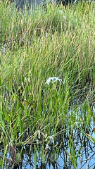 Crinum americanum