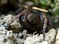 Haplodrassus