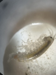 Gammarus roeselii