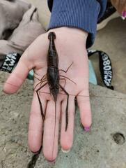 Macrobrachium nipponense