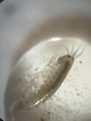 Gammarus roeselii