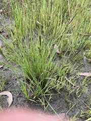 Carex appressa