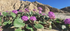Abronia villosa villosa