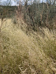 Bouteloua aristidoides