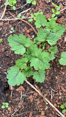Lamium amplexicaule