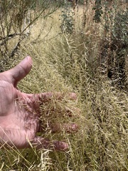Bouteloua aristidoides