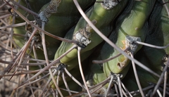 Echinopsis leucantha