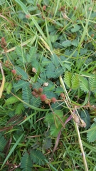 Mimosa pudica