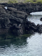 Butorides striata sundevalli