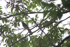 Saltator grandis