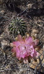 Echinopsis leucantha