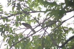 Saltator grandis