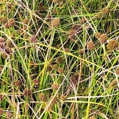 Cyperus blepharoleptos