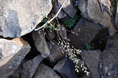 Draba cinerea