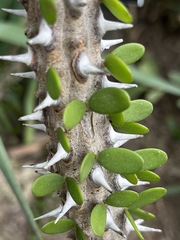 Alluaudia procera