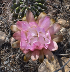 Echinopsis leucantha