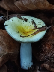Russula solaris
