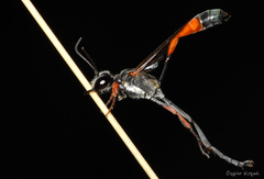 Ammophila heydeni