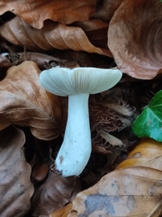 Russula solaris