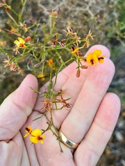 Bossiaea linophylla