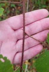 Rubus phoenicolasius