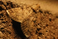 Melipotini