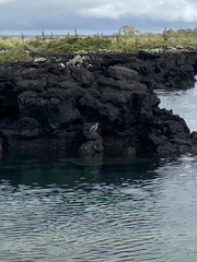 Butorides striata sundevalli