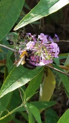 Xylocopa virginica