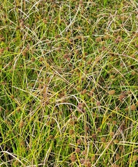 Cyperus blepharoleptos