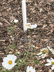 Hylephila phyleus
