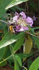 Xylocopa virginica