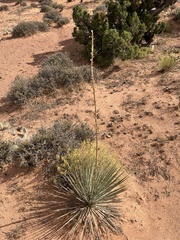 Yucca