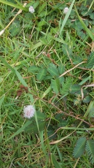 Mimosa pudica