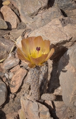 Pterocactus tuberosus