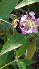 Xylocopa virginica