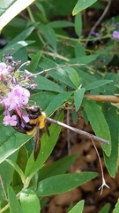 Xylocopa virginica