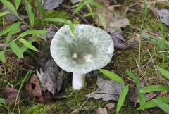 Virescentinae